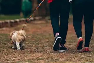 Pet Park at Lodha Altero